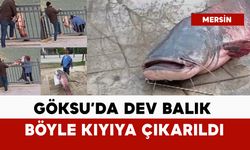 Göksu'da dev balık böyle kıyıya çıkarıldı
