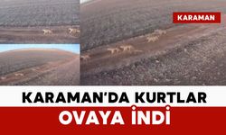Karaman’da aç kalan kurtlar ovaya indi