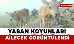 Anadolu yaban koyunu ailecek görüntülendi