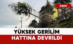 Çam ağacı yüksek gerilim hattına devrildi