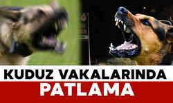 İstanbul Valiliği’nden “Kuduz Vakalarında Patlama” İddialarına Yalanlama