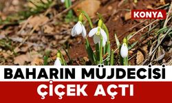 Konya'nın yüksek kesimlerinde kardelenler görücüye çıktı