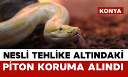 Nesli tehlike altındaki piton Konya'da koruma altına alındı