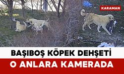 Başıboş köpekler kediyi öldürdü: o anlar kamerada
