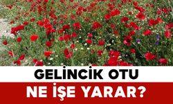 Gelincik otu ne işe yarar?