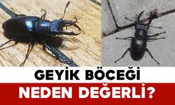Geyik böceği neden değerli?