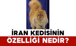 İran kedisinin özelliği nedir?