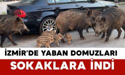 İzmir’de Yaban Domuzları Sokaklara İndi