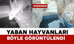 Karaman'da su içen yaban hayvanları fotokapanda