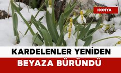 Kardelenler yeniden beyaza büründü