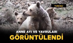 Anne ayı ve yavruları görüntülendi