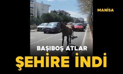 Başıboş atlar şehire indi