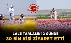 Karaman'da lale tarlasına ziyaretçi akını: 2 günde 30 bin kişi gezdi