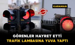 Kumru trafik ışıklarını mesken tuttu: Kumrunun yuvası görenleri şaşırtıyor