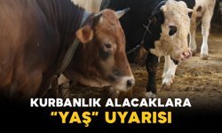 Kurbanlık Alacaklara “Yaş” Uyarısı: Satıcılardan Önemli Hatırlatma