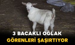 3 bacaklı oğlak görenleri şaşırtıyor
