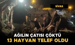 Ağılın çatısı çöktü: 13 küçükbaş hayvan telef oldu