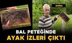 Bal peteğindeki ayak izleri ayıları ele verdi