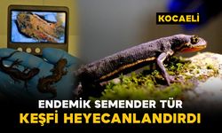 Endemik semender türlerin keşfi heyecanlandırdı
