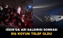 Iğdır’da Arı Saldırısı Sonrası Büyük Kayıp: 816 Koyun Telef Oldu
