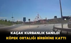 Kaçak kurbanlık sanıldı: Köpek ortalığı birbirine kattı