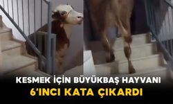 Kurbanlık şaşkınlığı: Büyükbaş hayvanı 6. kata çıkardılar