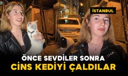 Önce sevdi sonra çanta alıp götürdü: cins kediyi çaldılar
