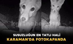 Susuzluğun en tatlı hali fotokapana yansıdı
