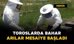 2 bin 400 rakıma taşınan arılar mesaiye başladı