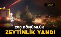 200 dönüm zeytinlik yangında zarar gördü