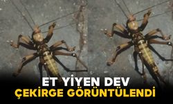 Elazığ’da et yiyen dev çekirge görüntülendi