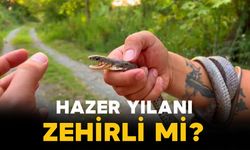Hazar Yılanı Zehirli mi?