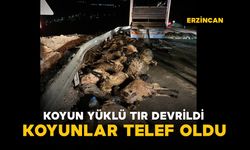 Koyun yüklü tır devrildi: koyunlar telef oldu