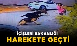 Sokak köpeklerinin saldırısı sonrası İçişleri Bakanlığı harekete geçti: 3 başkana soruşturma izni