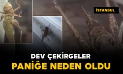 İstanbul'da dev çekirgeler paniğe neden oldu