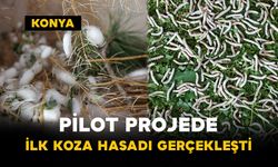 Pilot Projede İlk Koza Hasadı Gerçekleşti