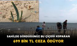 Sahilde Gördüğünüz Bu Çiçeği Koparan 699 Bin TL Ceza Ödüyor