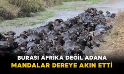 Burası Afrika Değil Adana: Mandalar Dereye Akın Etti