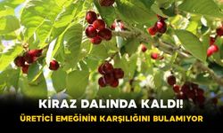 Kiraz Dalında Kaldı! Üretici Emeğinin Karşılığını Bulamıyor