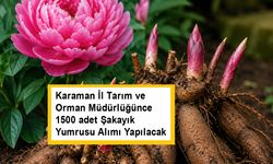 Karaman İl Tarım ve Orman Müdürlüğünce  1500 adet Şakayık Yumrusu Alımı Yapılacak