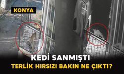 Kedi Sanmıştı Terlik Hırsızı Tilki Çıktı
