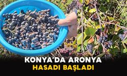 Konya’da aronya hasadı başladı