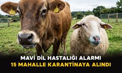 Mavi Dil Hastalığı Alarmı: 15 Mahalle Karantinaya Alındı