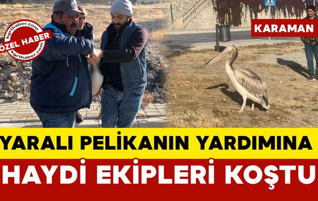 Yaralı Pelikanın Yardımına HAYDİ Ekibi Yetişti OLAY YERİ GÖRÜNTÜLERİ