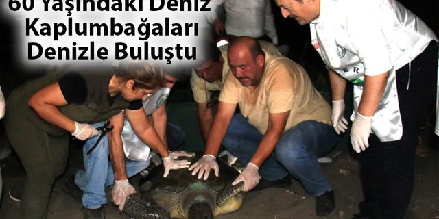 60 Yaşındaki Deniz Kaplumbağaları Denizle Buluştu