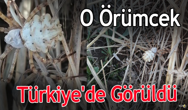 O Örümcek Türkiye'de Görüldü