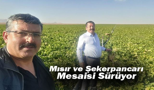 Mısır ve Şekerpancarı Mesaisi Sürüyor
