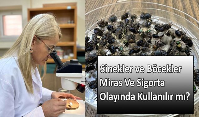 Sinekler ve Böcekler Miras Ve Sigorta Olayında Kullanılır mı?