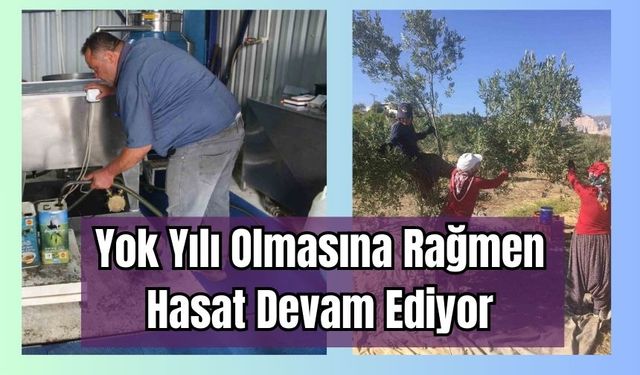Yok Yılı Olmasına Rağmen Hasat Devam Ediyor