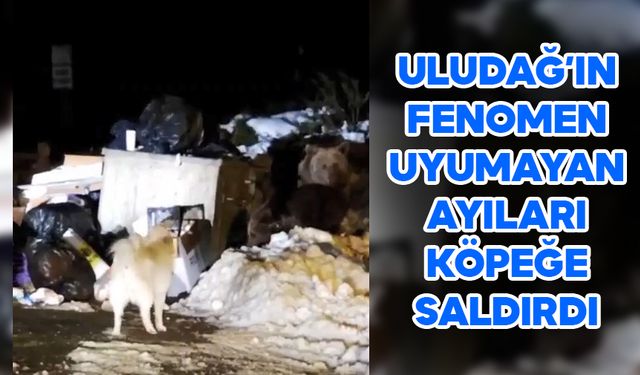 Uludağ’ın ‘Uyuyamayan’ Ayı Ailesi Kendilerini Rahatsız Eden Köpeğe Saldırdı